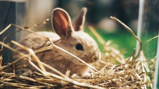 Le langage corporel du lapin (2) – Comportement du lapin de compagnie