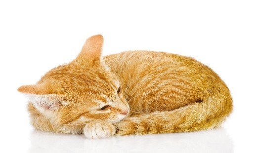 gel complémentaire pour soutenir le système immunitaire des chats