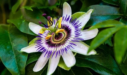 Passiflore : Bienfaits passiflora homéopathie
