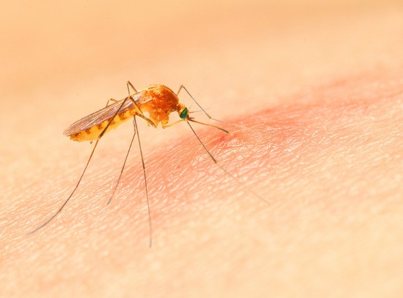 Comment se protéger des moustiques en voyage
