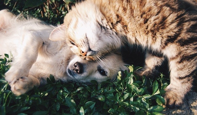 Chien Et Chat Soin Des Oreilles Yeux Et Dents Sante Animale