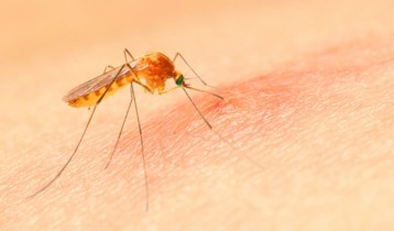 Anti-moustique famille Cinq sur Cinq est efficace sur les moustiques,  moustiques tigres, guêpes.